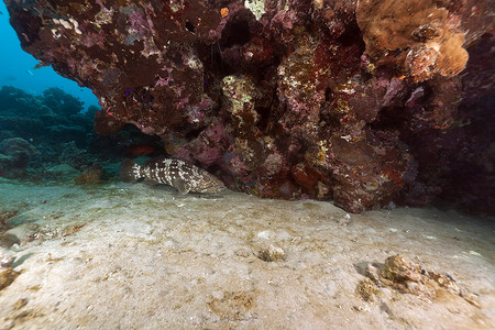 红海中的马拉巴尔石斑鱼和珊瑚。