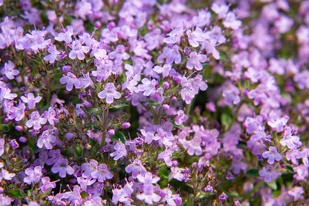 潜移默化摄影照片_地被植物在花园的床上盛开紫色的花百里香，特写，柔和的选择性焦点