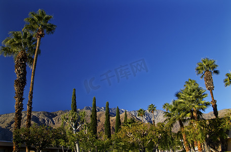 加州棕榈泉扇形棕榈树