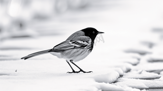 小鸟黑白摄影照片_白雪覆盖的地上黑白相间的小鸟
