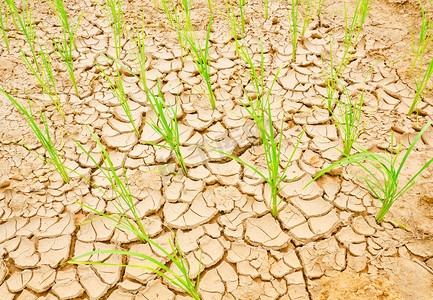 “水稻生长在旱田，旱地”