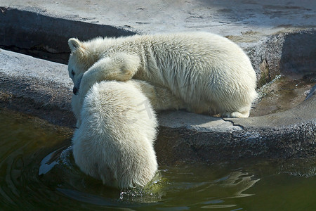 两只北极白熊