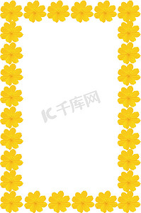 孤立在白色背景上的黄色花 (波斯菊)