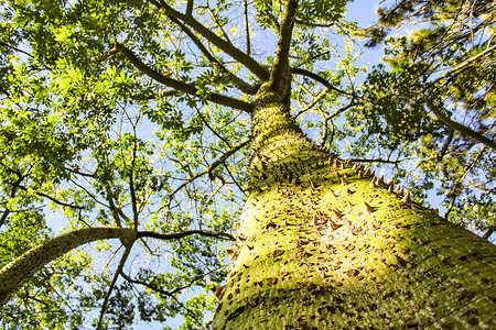 西班牙巨大的 Ceiba speciosa 树干