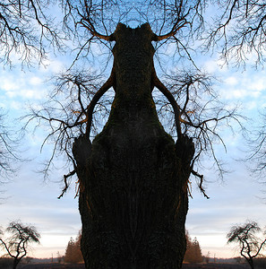 对称的老树组成