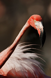 火烈鸟的羽毛摄影照片_美国火烈鸟的肖像。