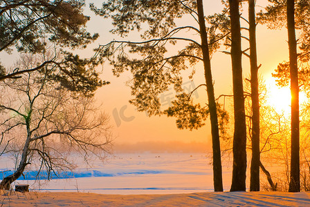 在朝阳的光芒下，冰冻湖岸上的松树树干