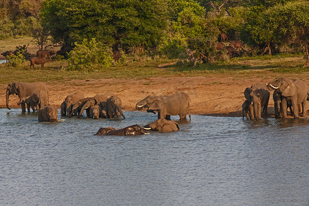非洲大象 Loxodonta africana 和 Cape Buffalo Syncerus caffer 在水 13662