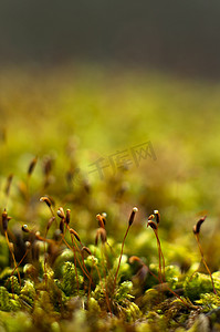 亮绿色苔藓（花生植物）