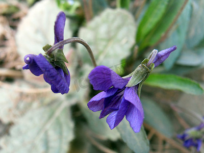紫花紫罗兰