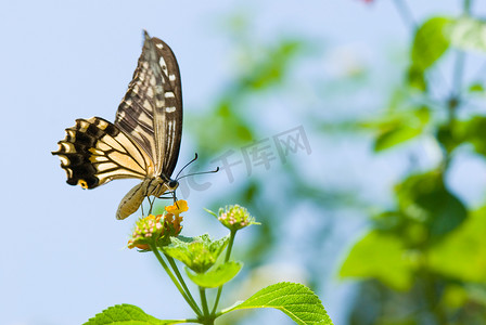 五颜六色的燕尾蝶飞来飞去，以花为食