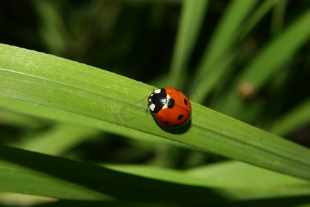 七星瓢虫 (Coccinella septempunctata)