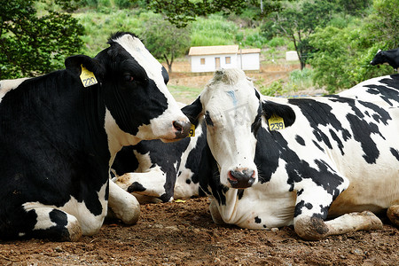 奶牛休息摄影照片_奶牛在草地上休息