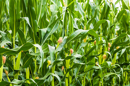 阳光照耀着一片生长的绿色玉米田，农田上绿色玉米的细节。