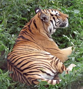 老虎的爪子摄影照片_草地上的老虎