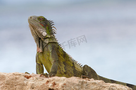 荷属安的列斯摄影照片_“绿鬣蜥 (Iguana iguana) - 博内尔岛，荷属安的列斯群岛”
