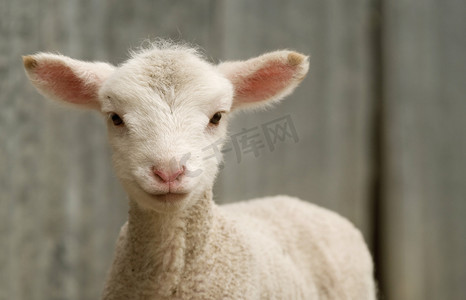农场里的小羊羔