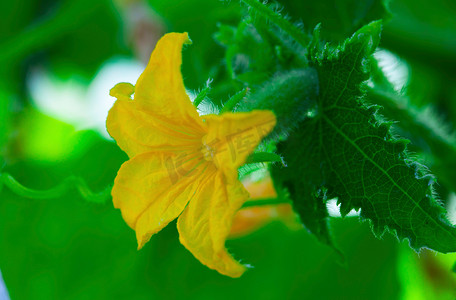 小黄瓜摄影照片_有花和卷须的小黄瓜