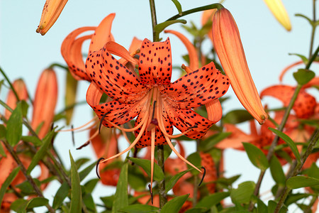 “虎百合，Lat. Lilium lancifoliu”