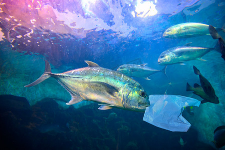 污染塑料袋摄影照片_蓝色的大海下，鱼儿正在吃塑料袋。