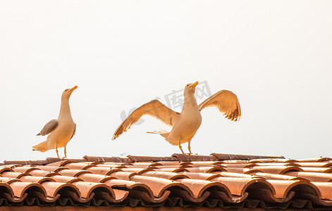 海鸥作为海鸟站在房子的瓦屋顶上