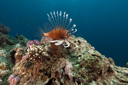 红海中的蓑鱼和热带珊瑚礁。