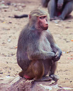 猴子尾巴摄影照片_狒狒 猴子 令人不寒而栗