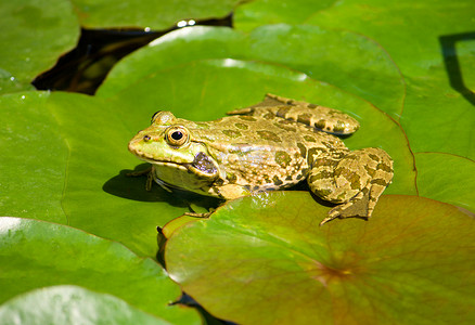 坐在叶子上的青蛙摄影照片_坐在池塘叶子上的青蛙