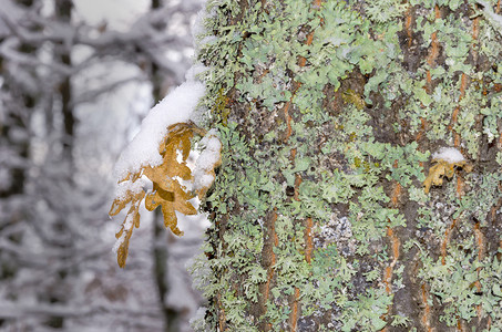 有雪和树皮背景的冬天叶子