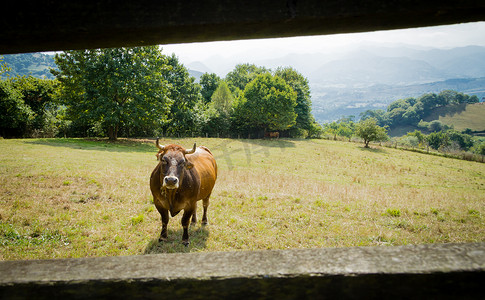棕色奶牛在篱笆后面的草地上吃草