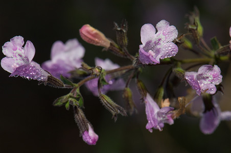 生物多样性摄影照片_鼠尾草 (Salvia officinalis) 的花朵覆盖着露珠。