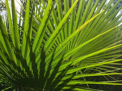 棕榈叶、图案背景、光影