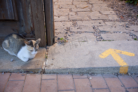 门旁边的一只猫