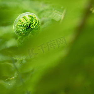 蕨类树叶摄影照片_Nephro 也赞扬 The Sword Fern。