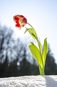 春天郁金香花摄影照片_春天的郁金香花