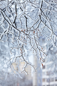 雪中​​的冬季公园