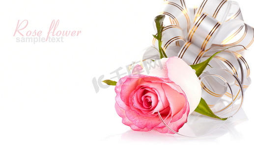 粉红蝴蝶结摄影照片_粉红玫瑰和优雅的蝴蝶结。