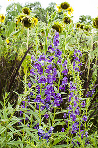 田野摸鱼摄影照片_花园里美丽的 Angelonia angustifolia 田野。