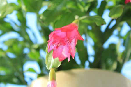 Schlumbergera 的精美粉红色花朵