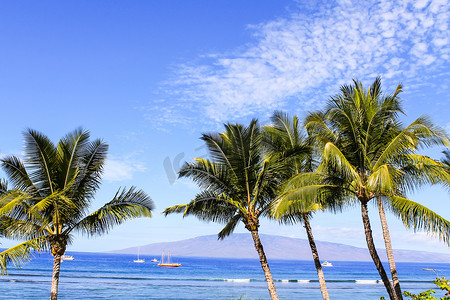 拉奈摄影照片_反对蓝天和海洋的棕榈树