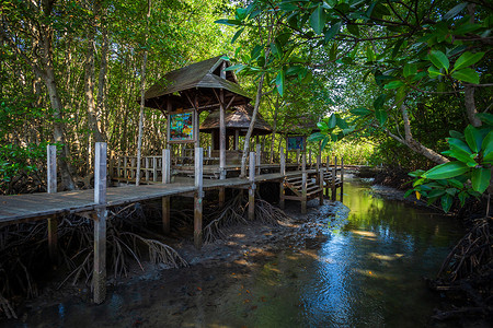 泰国尖竹汶府森林红树林中的桥木步行方式。