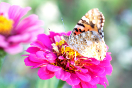 蝴蝶在花上的梦幻般的摄影