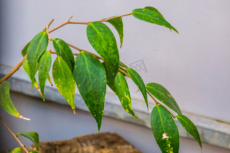植物草木摄影照片_Dapania pentandra 的叶子，据信已在野外灭绝，是地球上最后一个物种，来自马达加斯加的已灭绝热带植物物种