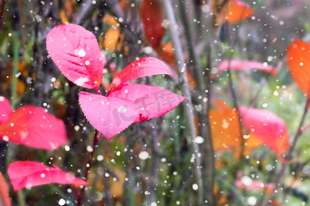 深秋季节摄影照片_深秋初雪时花园里的苦莓红叶
