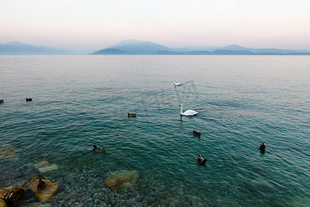 “Si 加尔达湖水面上美丽的天鹅和鸭子”