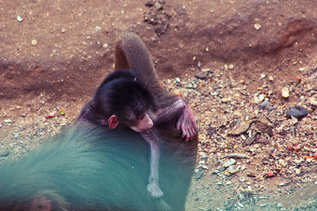 狒狒 猴子 令人不寒而栗