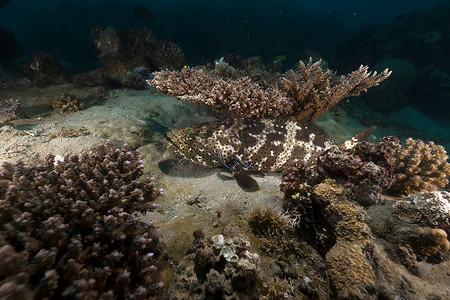 海底植物摄影照片_红海中的棕色石斑鱼 (epinephelus fuscoguttatus)。