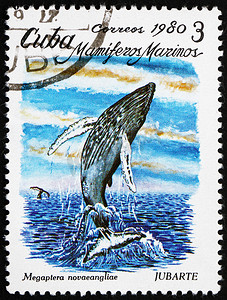 古巴大龙虾摄影照片_邮票古巴 1980 座头鲸