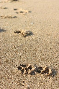 沙滩上的狗脚印