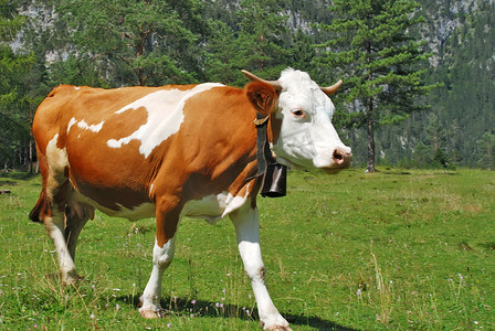 走在阿尔卑斯山的母牛布朗和白色